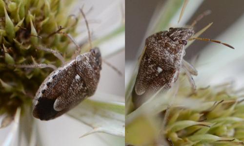 Staria lunata